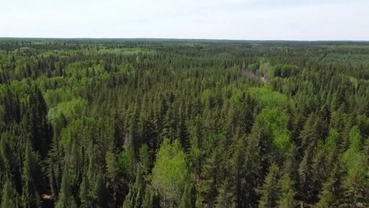 Aerial view of forested land linked to environmental cleanup and site assessment