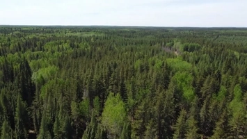 Aerial view of forested land linked to environmental cleanup and site assessment